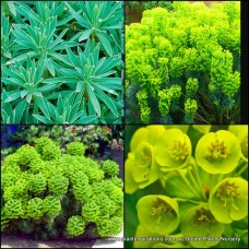 Mediterranean Spurge Euphorbia characias ssp. wulfenii x 1 Plants Hardy succulents Drought Dry Frost Wind Heat Tolerant Resistant shrubs Border rockery Not Cactus Cacti Pot